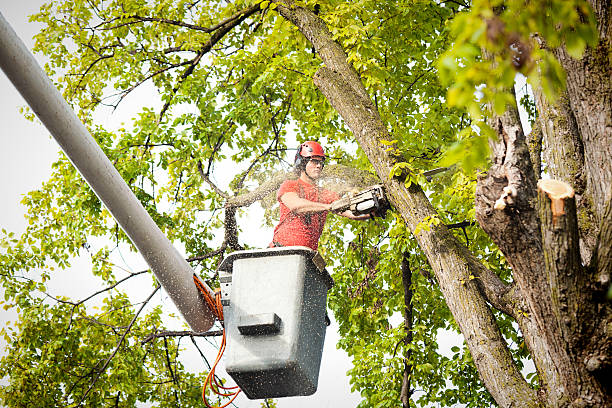 Seasonal Cleanup (Spring/Fall) in Grand Mound, WA